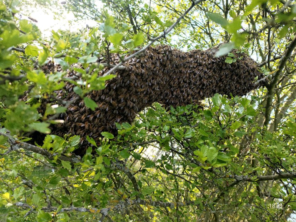 Ich suche Bienenschwarm Bienen in Waltershausen