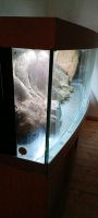 3 Aquarium mit Rückwand Niedersachsen - Seelze Vorschau