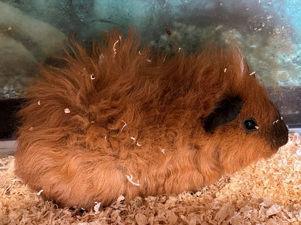 Meerschweinchen Männchen ausgewachsen Glatthaar Rosetten Luncarye in Schlüchtern