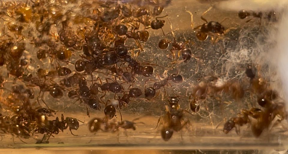 Myrmica rubra Rote Gartenameise Kolonie 40/50 Arbeiterinnen in Mönchengladbach