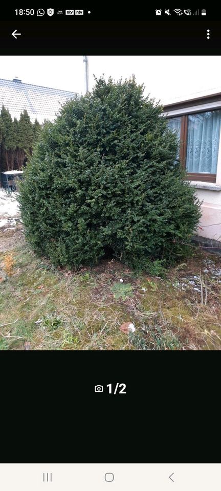 Buchsbaum groß, gesund und schön mindestens 2x2 Meter in Mülsen