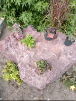 Lava-Steine in Größen Nordrhein-Westfalen - Delbrück Vorschau