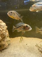 Aristochromis Christyi Malawi Räuber Barsche Bayern - Priesendorf Vorschau