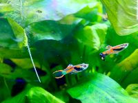 Endler Guppys Sachsen - Putzkau Vorschau