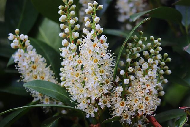 Prunus Genolia / Kirschlorbeer Heckenpflanzen in Barntrup