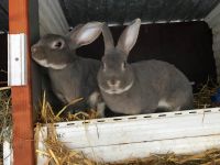 Kaninchen, blau-graue Rexe Niedersachsen - Aurich Vorschau