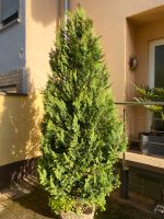 Thuja-/ Lebensbaum ca. 3m hoch zu verkaufen Hessen - Kiedrich Vorschau