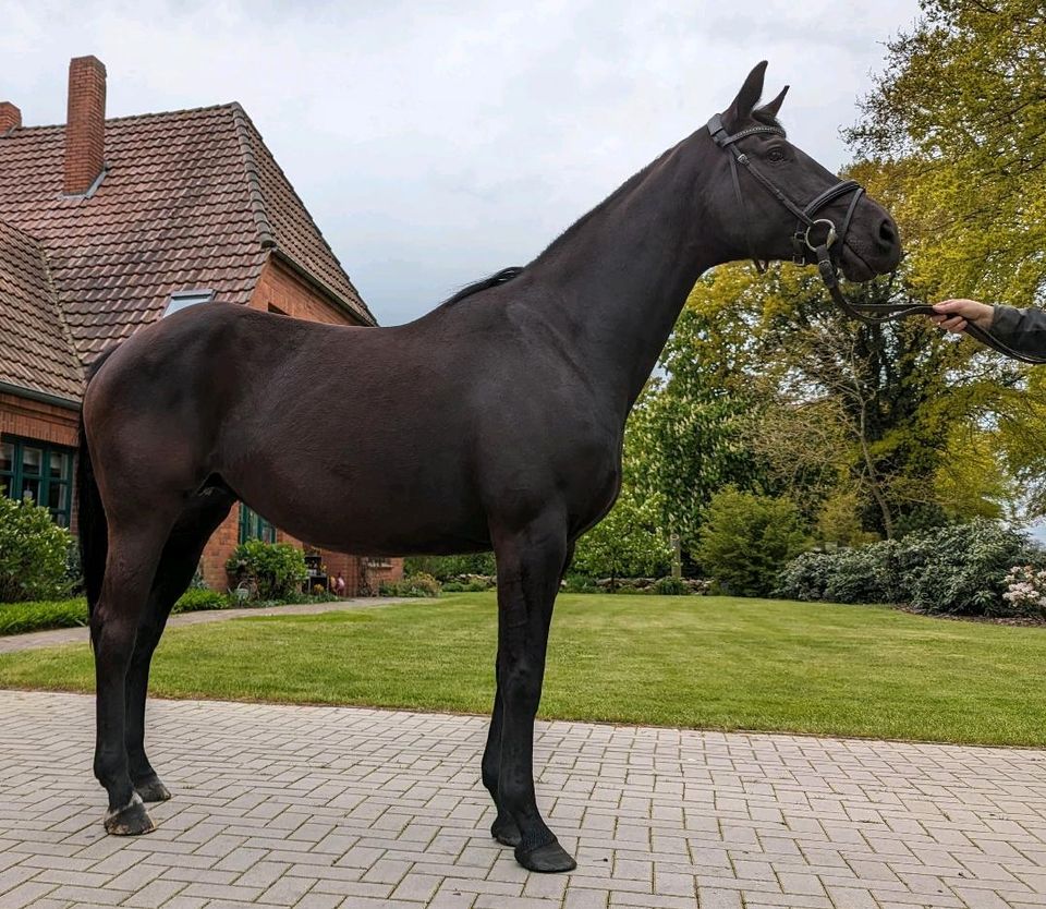 Zuchstute, Beistellpferd und Freizeitpferd in Ganderkesee