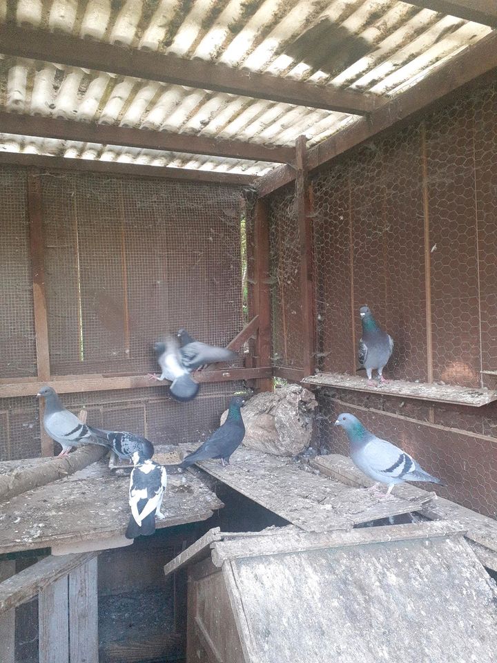 Tauben zu Verkaufen in Dietenhofen