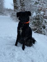 Border collie mix abzugeben Nordrhein-Westfalen - Kamen Vorschau