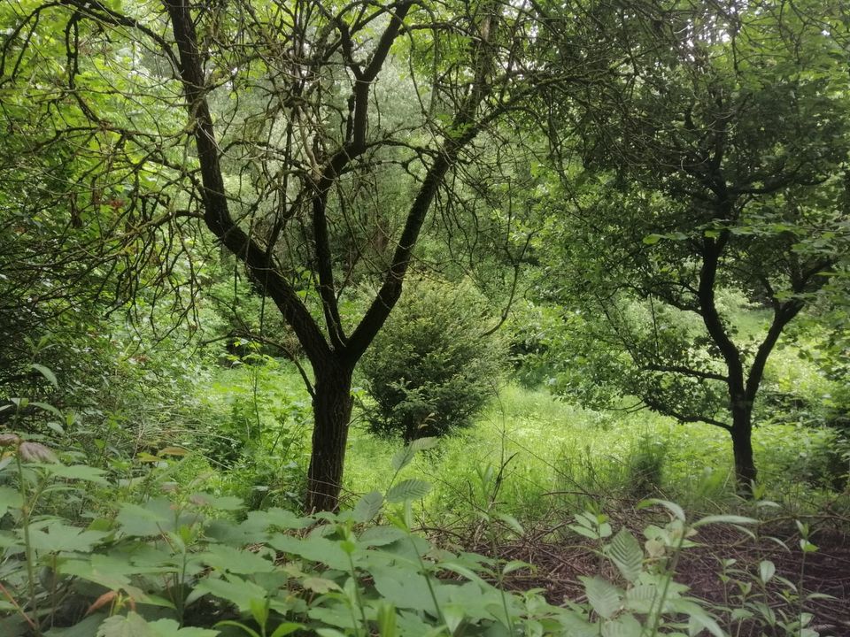 Garten Grundstücke Waldrandlage bis 1500 qm in Berga/Elster