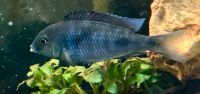 Beulenkopfmaulbrüter Cyrtocara moorii Malawi Barsch Aquariumfisch Nordrhein-Westfalen - Krefeld Vorschau