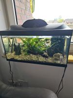 70 Liter Aquarium mit Zubehör und Fische Nordrhein-Westfalen - Schwalmtal Vorschau