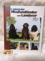 Mein gesunder Neufundländer/ Landseer Baden-Württemberg - Karlsdorf-Neuthard Vorschau