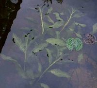 Glänzendes Laichkraut, Wasserpflanze, Teichpflanze Nordrhein-Westfalen - Ahaus Vorschau