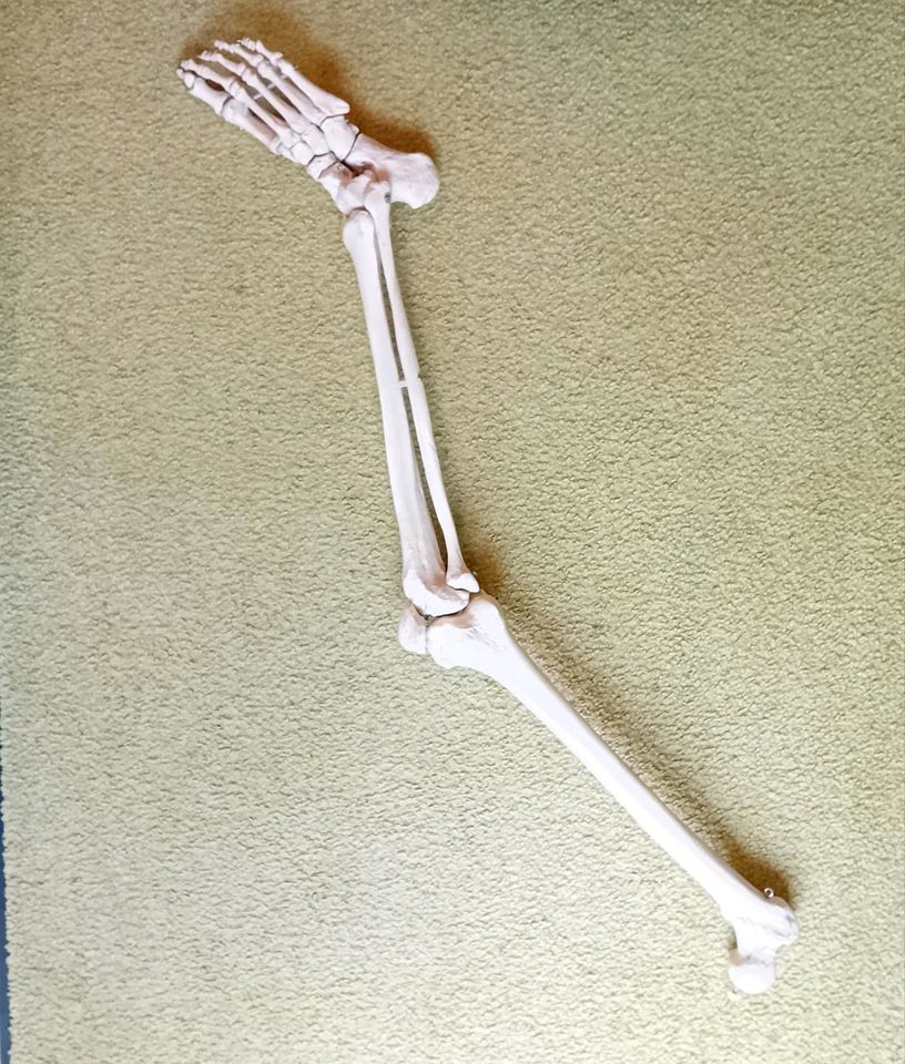 Skelett- Teile Arm & Bein rechts in Wiesbaden
