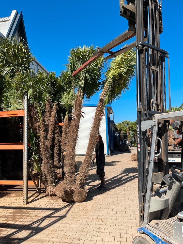 Trachycarpus Fortunei 3er Multistamm Mehrstämmige Hanfpalme in Ettenheim