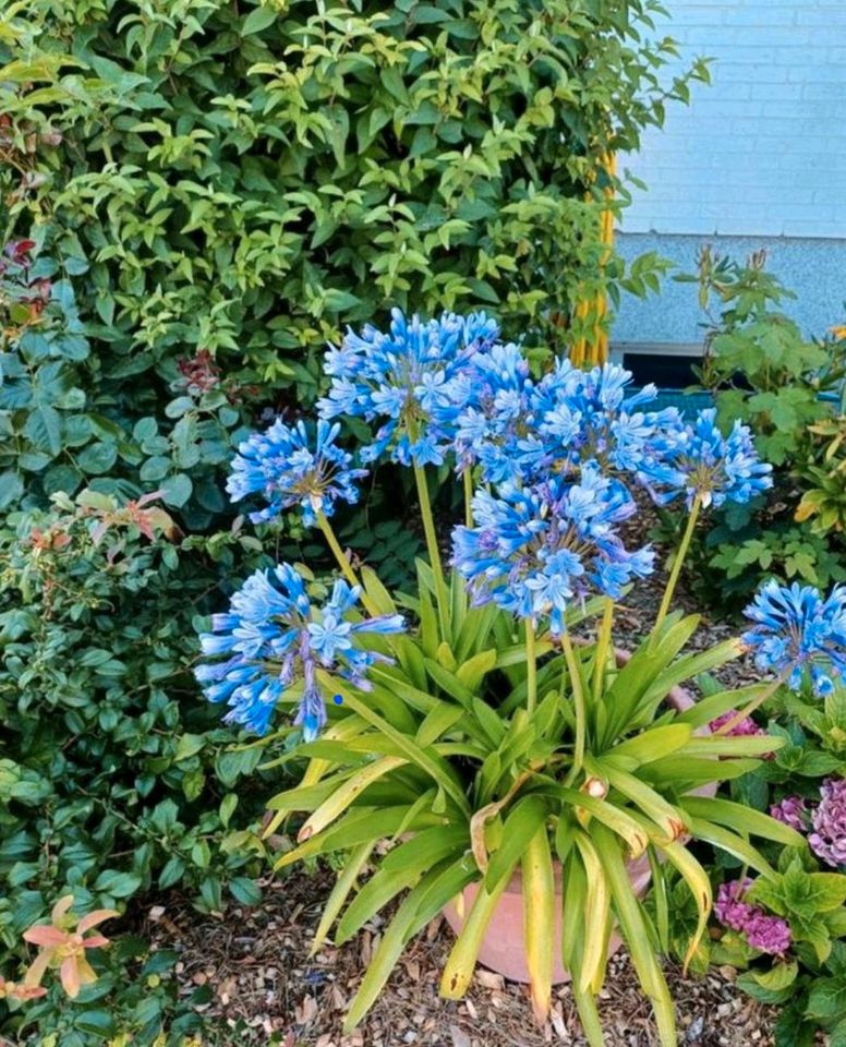 Agapanthus,  Schmucklilie in Brunsbek