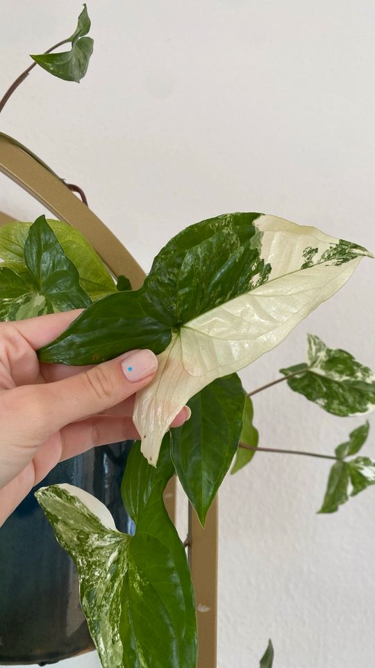 Ableger Syngonium Albo Variegata in Braunschweig