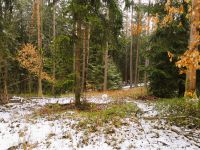 Wald in Schirmitz Bayern - Schirmitz Vorschau