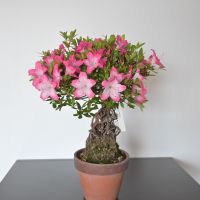 Bonsai Satsuki Azalee mit Luftwurzeln Rhododendron indicum Japan Saarbrücken-West - Klarenthal Vorschau