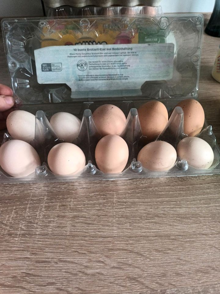Frische Hühner Eier in Stendal