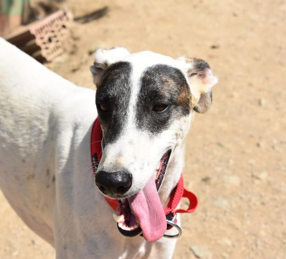 Galgo Español Taddeo liebt es gestreichelt zu werden. in Kaufbeuren