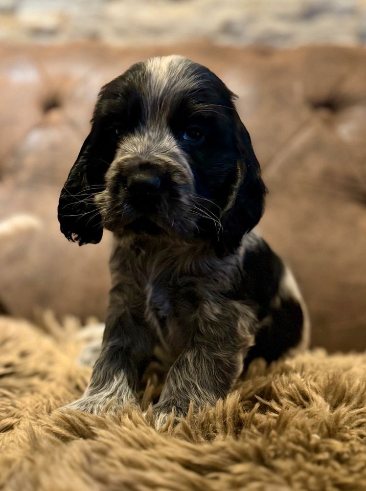 Cocker Spaniel Welpen in Bremervörde