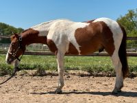 Paint Hengst / 2 jährig / Roh / Reining / Cowhorse / Cutting Niedersachsen - Oetzen Vorschau