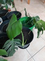 Monstera Ableger Baden-Württemberg - Spiegelberg Vorschau