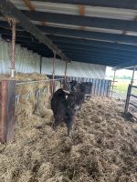 Schottische Hochlandrinder Bulle Highland Cattle Stier Zuchtbulle Bayern - Osterhofen Vorschau