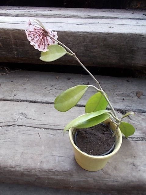 hoya carnosa seidenblume wachsblume seiden blume wachs zimmer in Frickingen