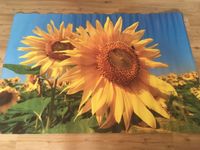 Poster  Bild  Sonnenblumen Hessen - Geisenheim Vorschau