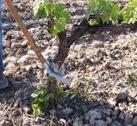 Stockbürste manueller Triebentferner Weinbau Bio Handstockbürste Rheinland-Pfalz - Schweigen-Rechtenbach Vorschau