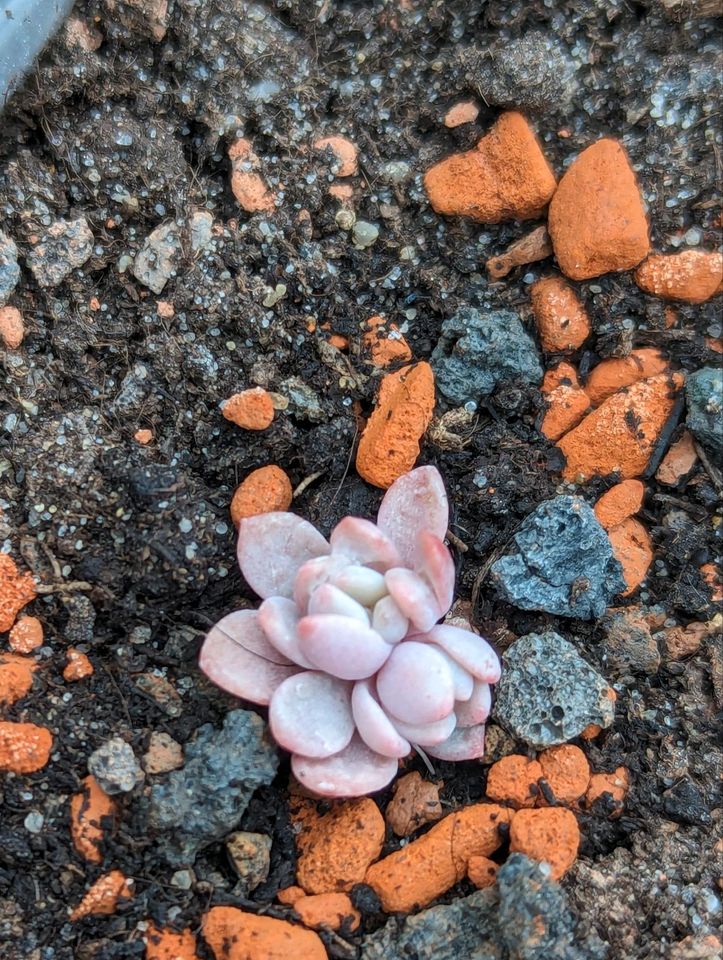 Sukkulente, Echeveria, verschiedene Größen in Stralsund