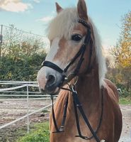 Pflegebeteiligung für Haflinger Baden-Württemberg - Karlsruhe Vorschau