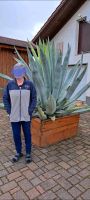 Grosse  Agave Saarland - Tholey Vorschau