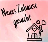 Haus zur Miete gesucht Rheinland-Pfalz - Herxheim bei Landau/Pfalz Vorschau