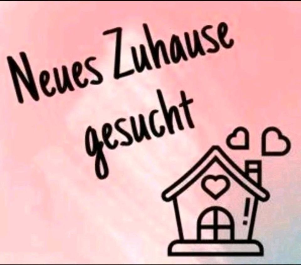 Haus zur Miete gesucht in Herxheim bei Landau/Pfalz