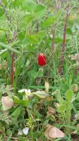 Insektenwall vor der Vernichtung bewahren Rheinland-Pfalz - Hachenburg Vorschau