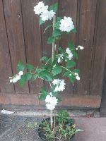 Deutzia ca. 77,0 cm weiß blühend. Rheinland-Pfalz - Lahnstein Vorschau