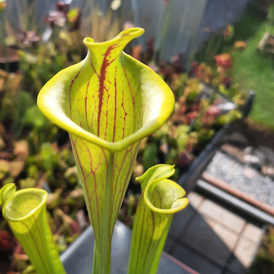 Sarracenia flava var. ornata 'Heliamphorides', Karnivore in Sulzbach (Saar)