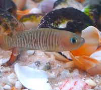 Neolamprologus multifasciatus/Vielgestreifter Schneckenbuntbarsch Berlin - Neukölln Vorschau