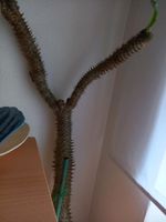 Kaktus zu verschenken Sachsen - Brand-Erbisdorf Vorschau