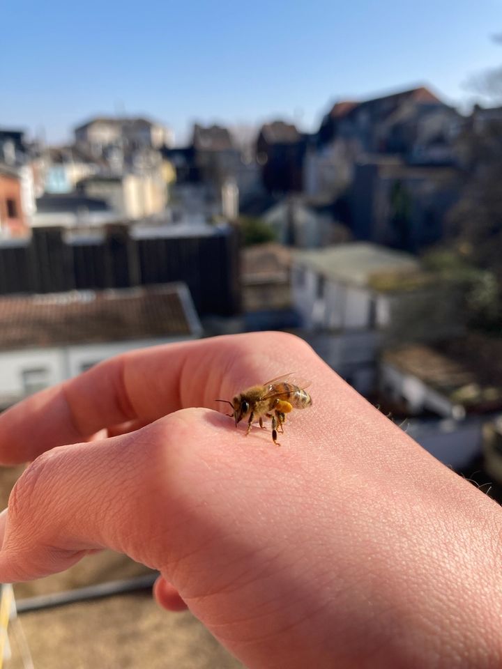 Bienen Ableger Dadant in Aachen