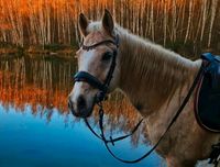 Deutsches Reitpony Palomino Wallach Drp Nordrhein-Westfalen - Erkelenz Vorschau