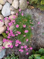 Gras Nelken Niedersachsen - Vechta Vorschau