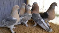 Tauben zu verkaufen . Nordrhein-Westfalen - Lage Vorschau