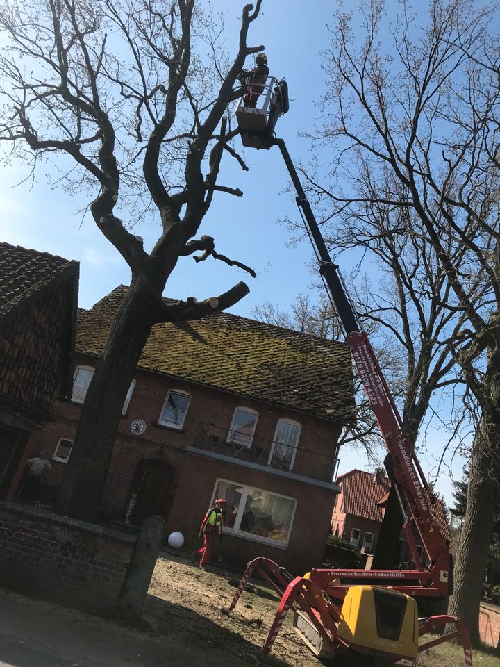 Baumfällung,Erdarbeiten, Wurzelfräsung,Rollrasen,Strauchschnitt, in Königslutter am Elm