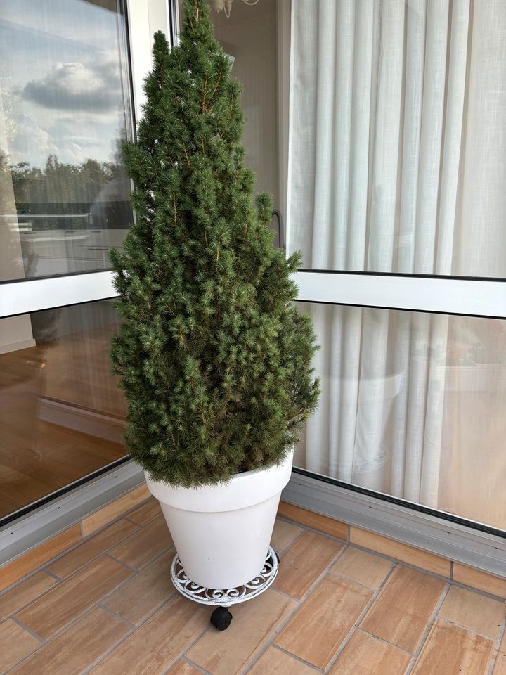 Fichte Pflanze zu verschenken 150-160 cm Blume Balkon Terasse in Berlin
